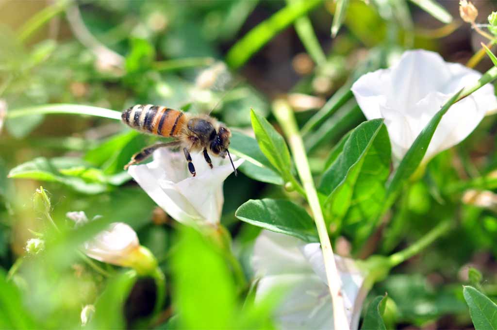 Ackerwinde und Honigbiene