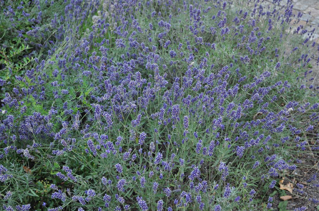eine üppige Lavendelwiese