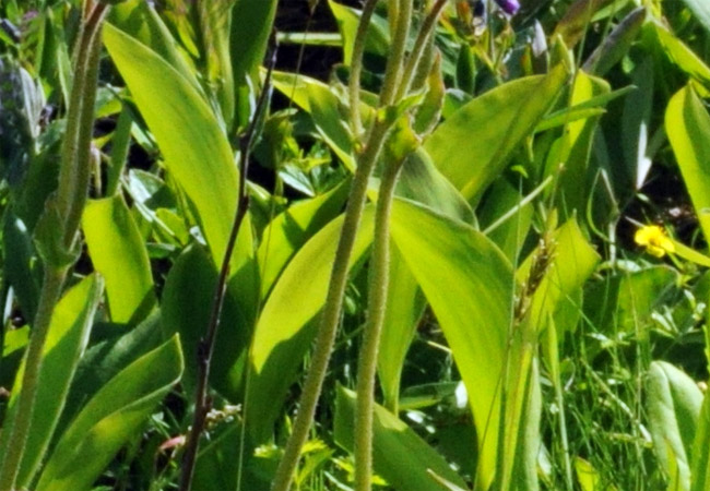 Blätter der Arnika (Arnica montana)