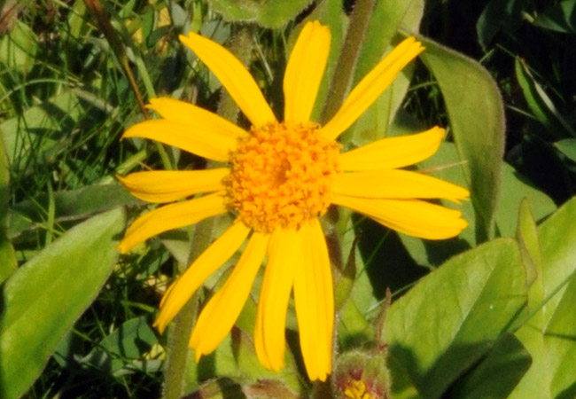 Blüte der Arnika (Arnica montana)