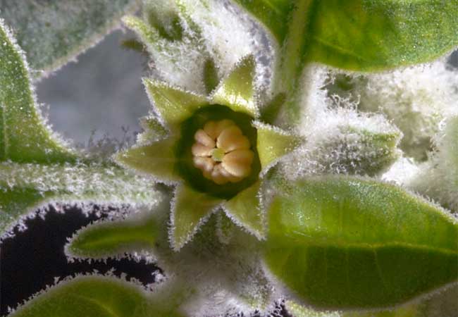 Blüte von Ashwagandha