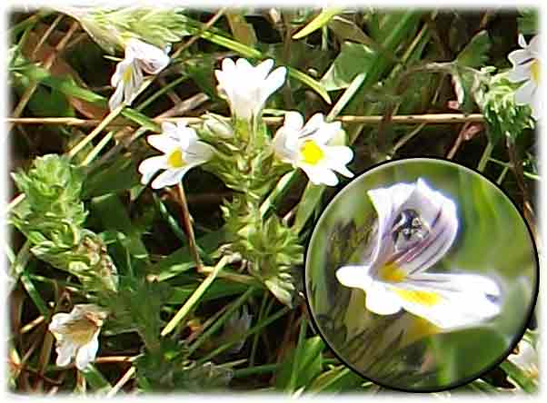 Blüte vom Augentrost