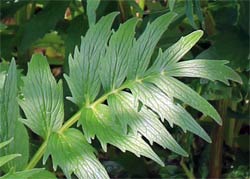 Baldrian - Valeriana officinalis