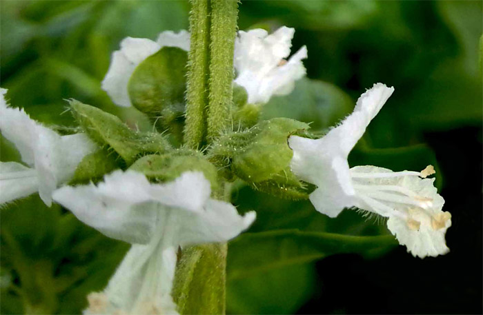 Blüte von Basilikum