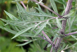 Beifuss - Artemisia vulgaris