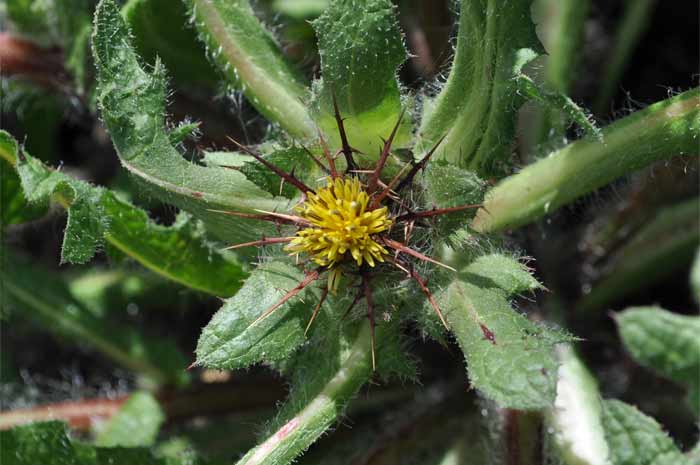 Benediktenkraut - Blüte