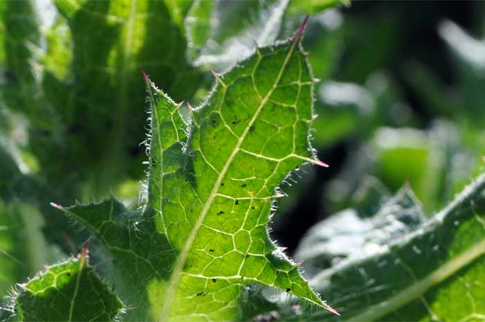 Benediktenkraut – Dornen auf Blatt