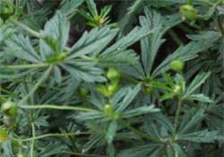 Blutwurz - Potentilla erecta