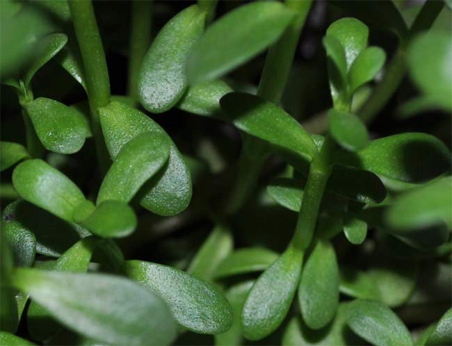 Blatt von Brahmi (Bacopa monnieri)