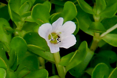 Blüte von Brahmi (Bacopa monnieri)
