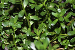 Foto von Brahmi (Bacopa monnieri)