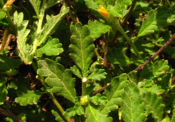  Blätter von Damiana (Turnera diffusa)