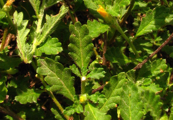 Blätter von Damiana (Turnera diffusa)