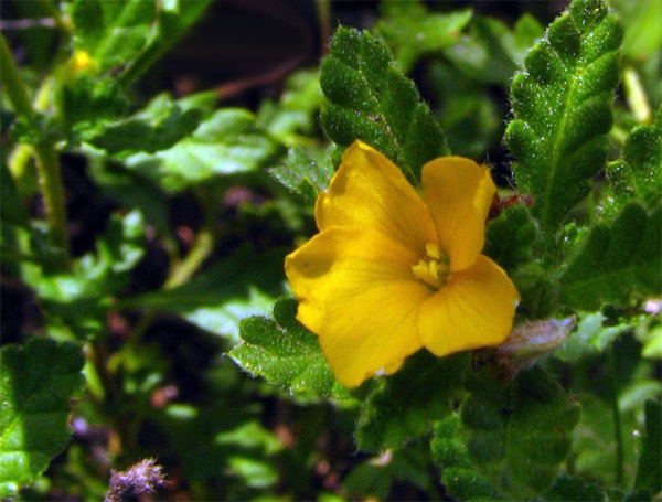 Blüte von Damiana (Turnera diffusa)