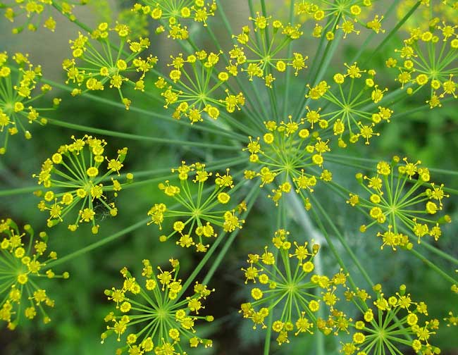 Dill Verwendung, Wirkung und Anbau