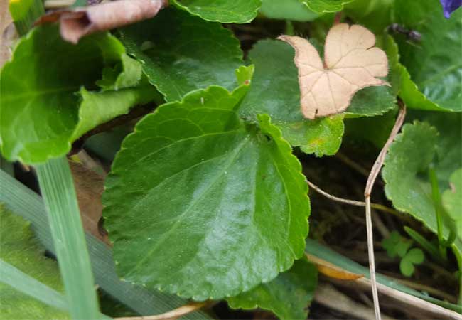 Blatt eines Duftveilchens