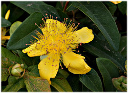 Johanniskraut - Hypericum perforatum