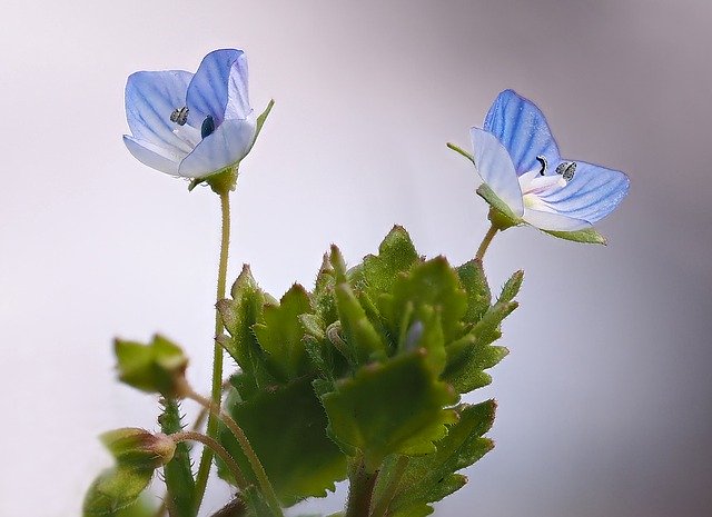 Ehrenpreis im Garten