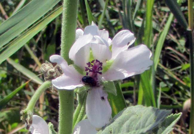 Eibischblüte