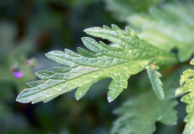 Blatt vom Eisenkraut (Verbena officinalis)