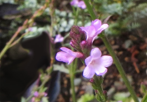 Blüte vom Eisenkraut (Verbena officinalis)