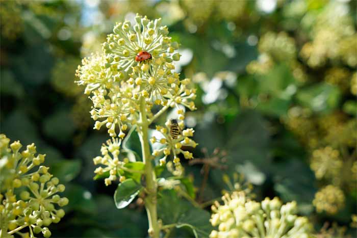 Engelwurz mit Insekten