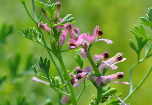 Blüte vom Echten Erdrauch