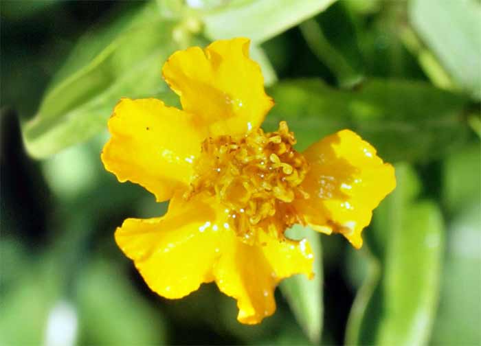 Blüte einer Estragonpflanze