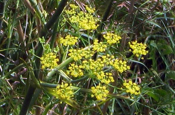 Blüte vom Fenchel