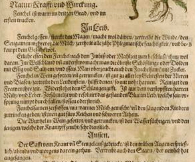 Fenchel - Beschreibung in mitelalterlichem Kräuterbuch