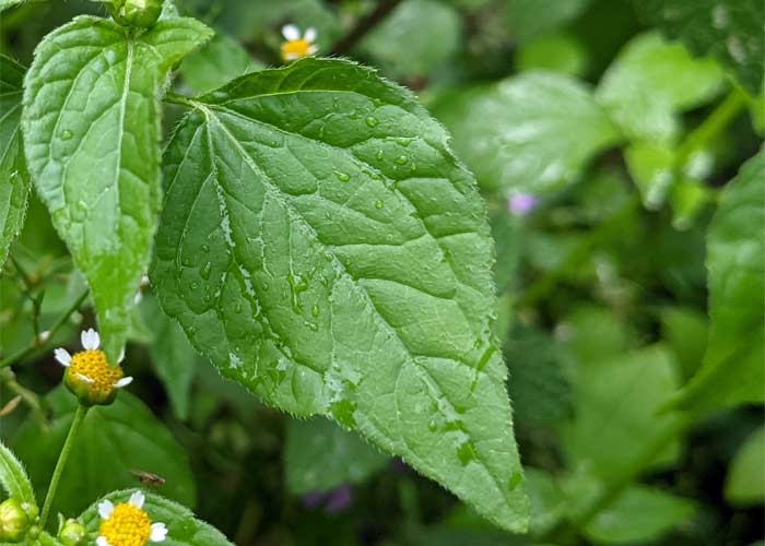 Blatt vom Franzosenkraut