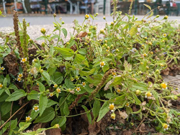 Franzosenkraut an einem Wegrand