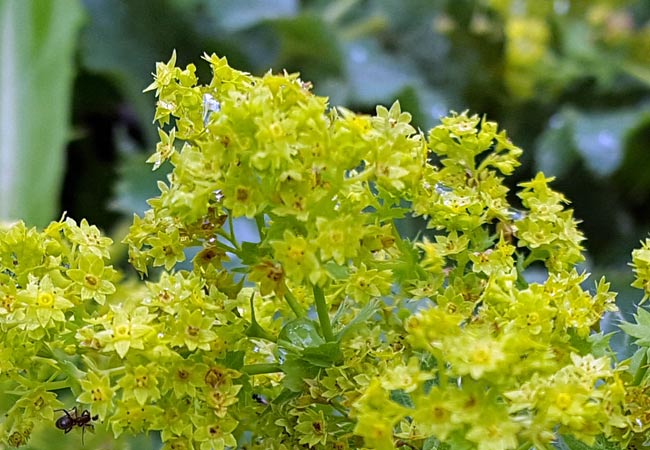 Blüte vom Frauenmantel (Alchemilla xanthochlora)