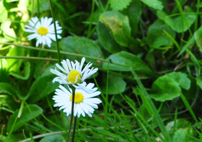 Blüte vom Gänseblümchen