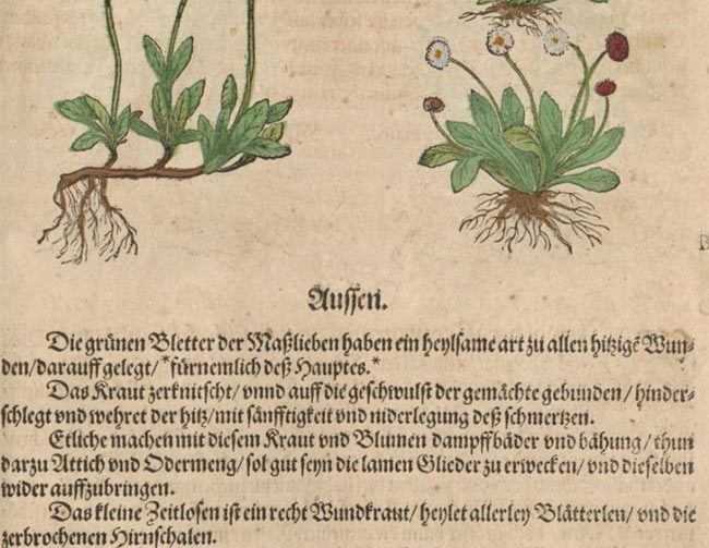 Heilanwendung von Gänseblümchen im späten Mittelalter