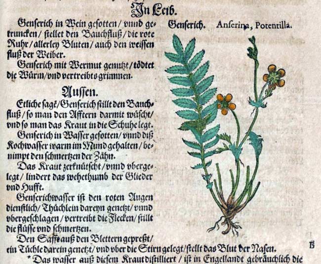 Gänsefingerkraut im mittelalterlichen Kräuterbuch