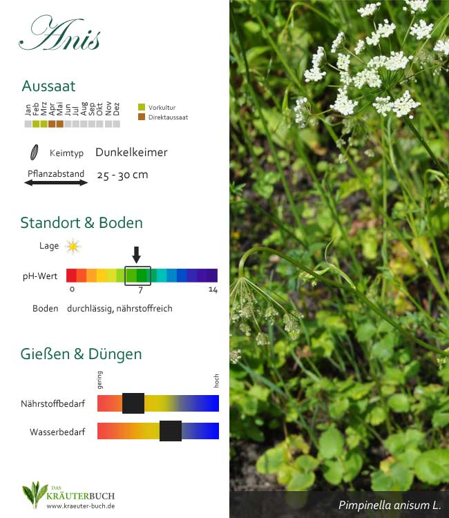 Anis im Garten - Infografik