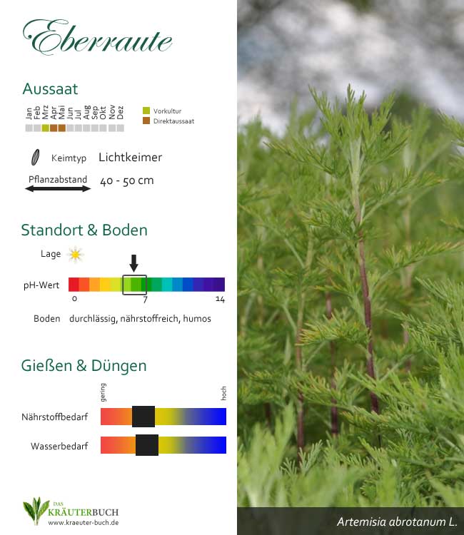 Anbau Eberraute - Infografik