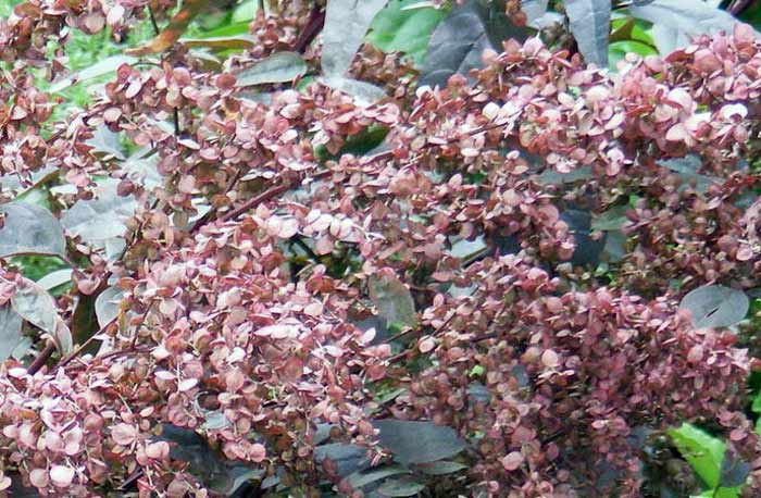 Blüten der Gartenmelde