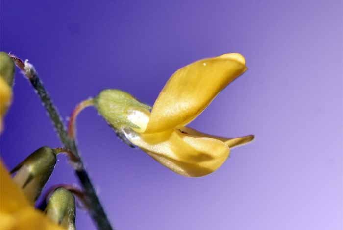 Nahaufnahme einer Gelben Steinkleeblüte 