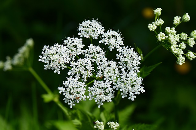 Blüte vom Giersch