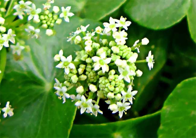 Blüte des Indischen Wassernabels