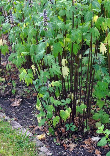 Herzgespann im Garten