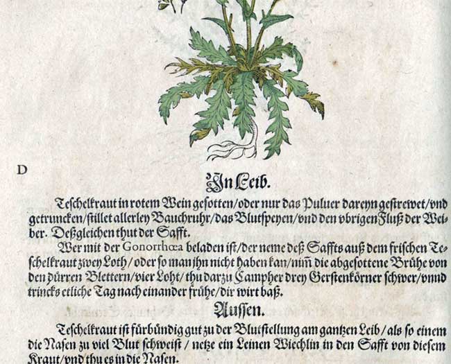 Hirtentäschel im alten Kräuterbuch