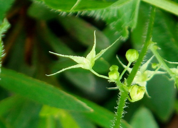 Blüte vom Jiaogulan