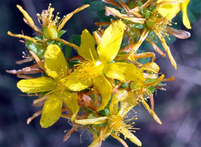 Blüte vom Echten Johanniskraut