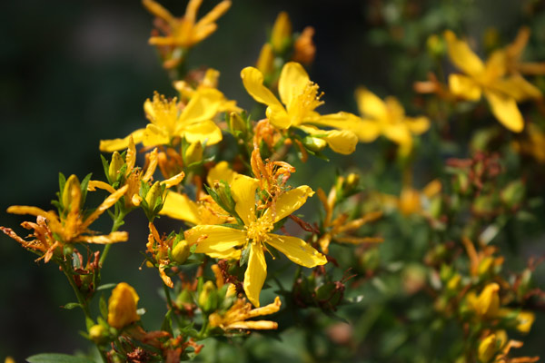 Johanniskrautblüten im Garten