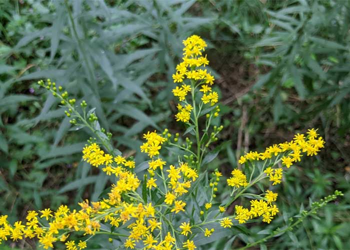 Blüten der Kanadischen Goldrute