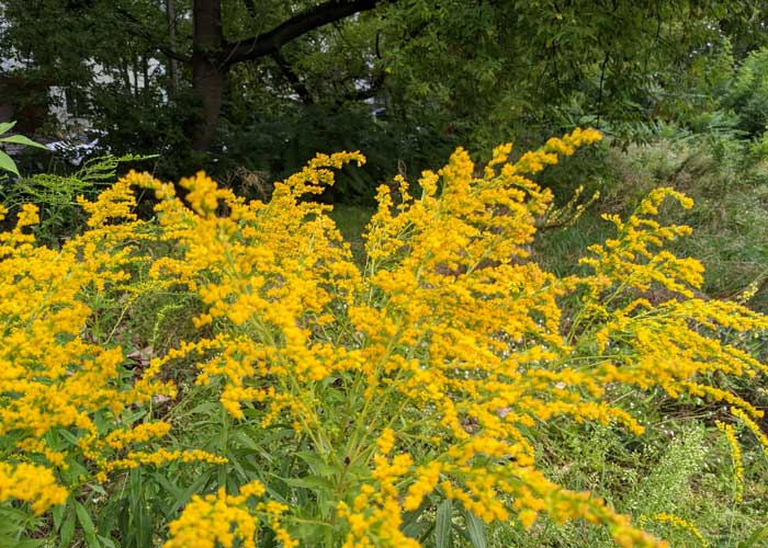 Kanadische Goldrute an einem Waldrand