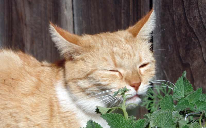 Katze mit Katzenminze